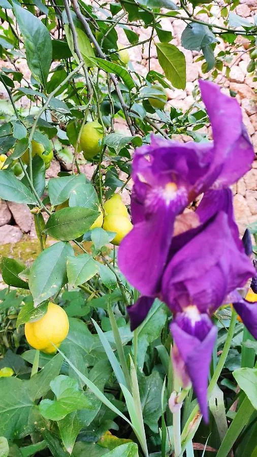 Ca Na Menga Villa Soller